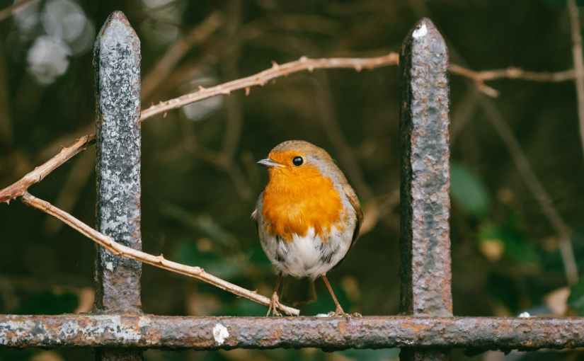 Der Singvogel und das melancholische&nbsp;Mädchen