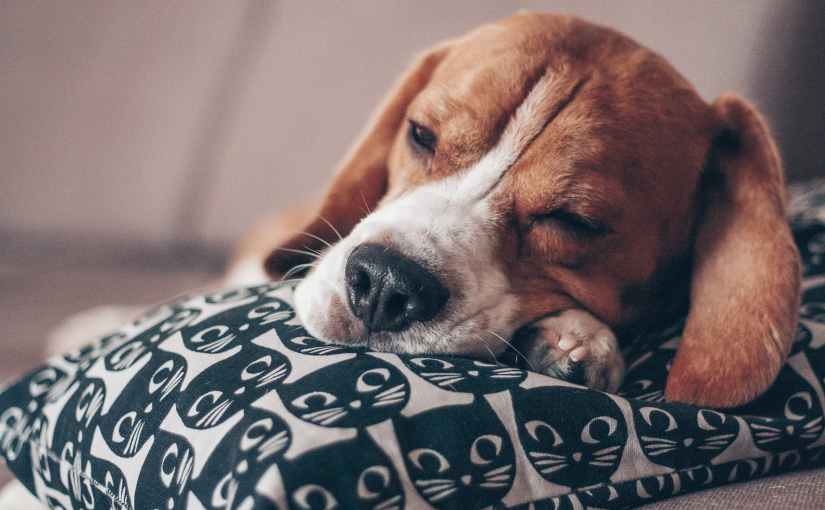 Grillen bezirpen das&nbsp;Nichts