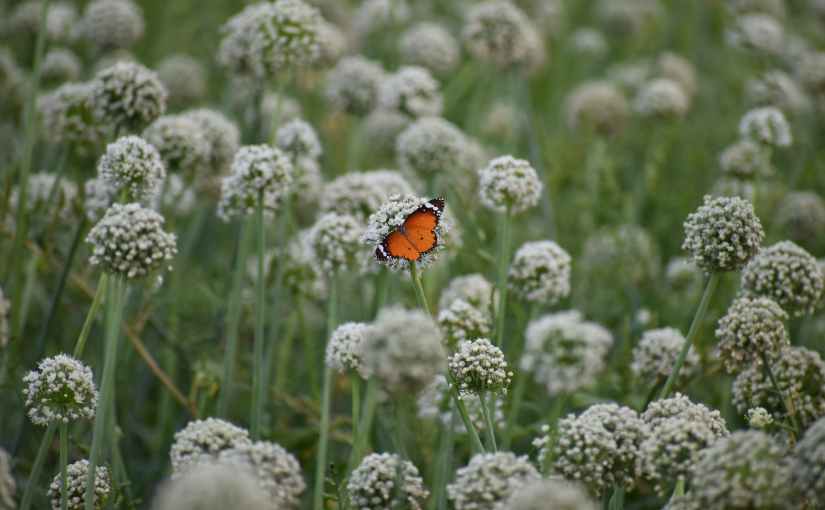Schöne, wilde Blume
