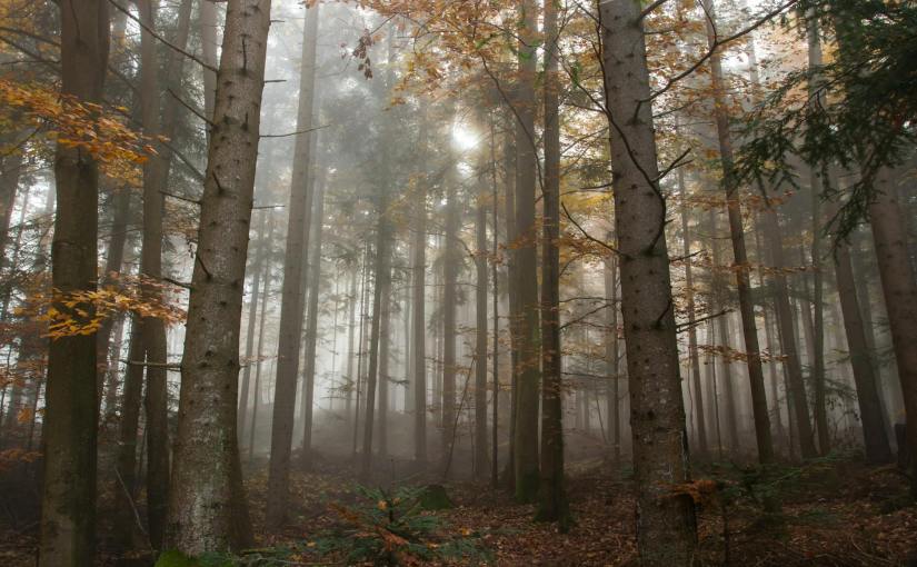 Wo Deine Kreativität&nbsp;erblüht