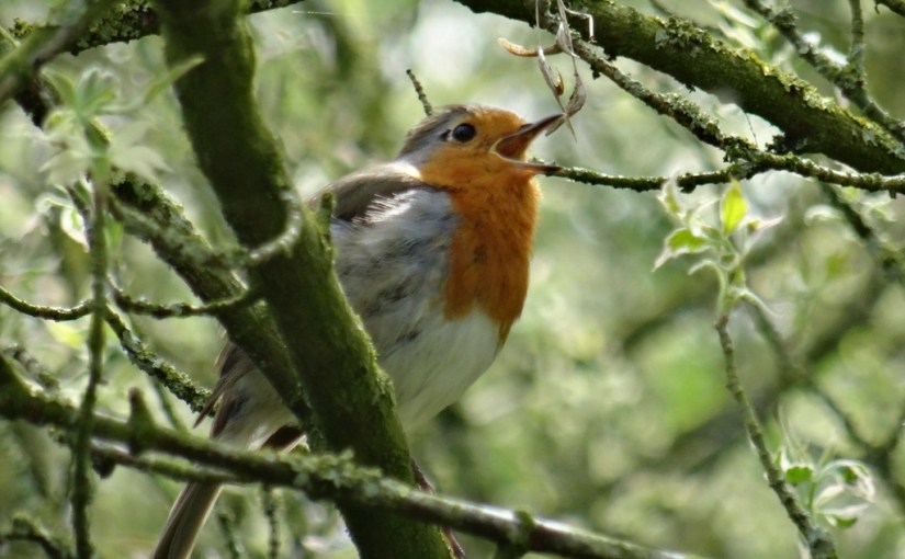 Der Singvogel und das melancholische&nbsp;Mädchen