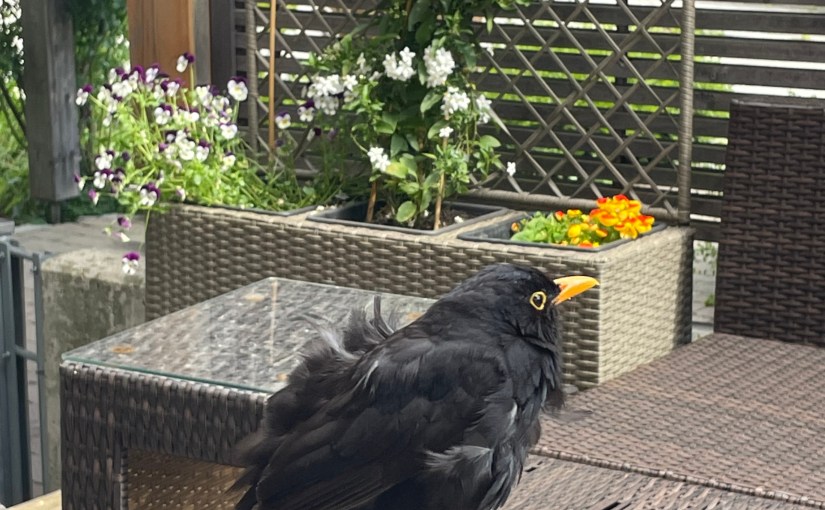 Wo gehen Amseln zum Sterben&nbsp;hin?