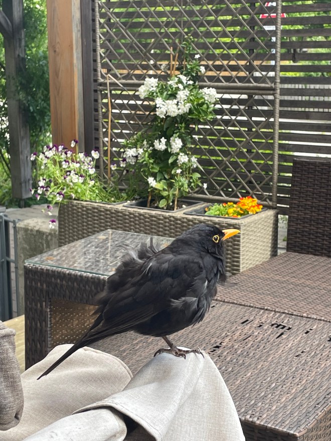 Wo gehen Amseln zum Sterben&nbsp;hin?