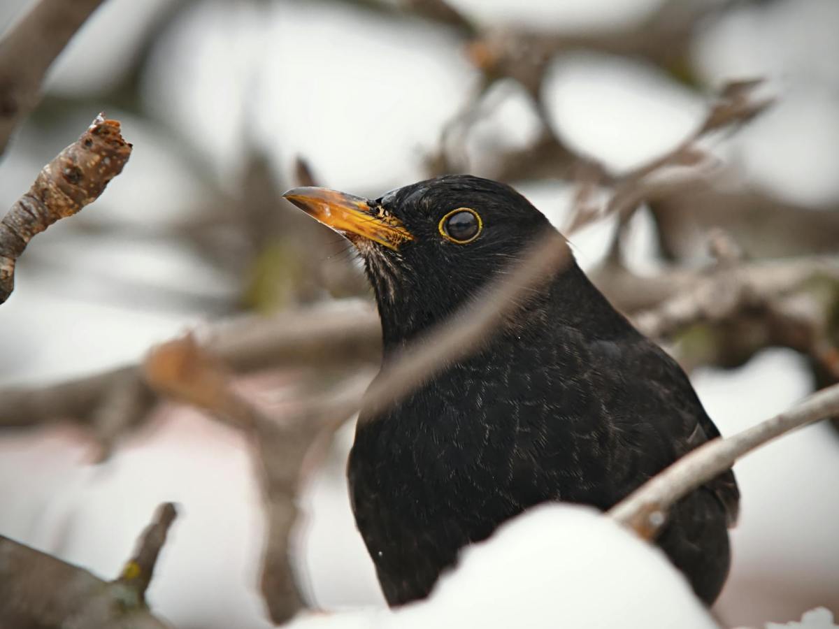Die Amsel ist wieder&nbsp;da