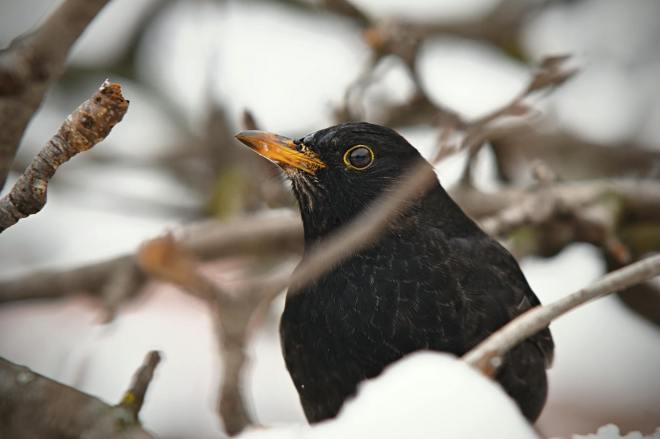 Die Amsel ist wieder&nbsp;da