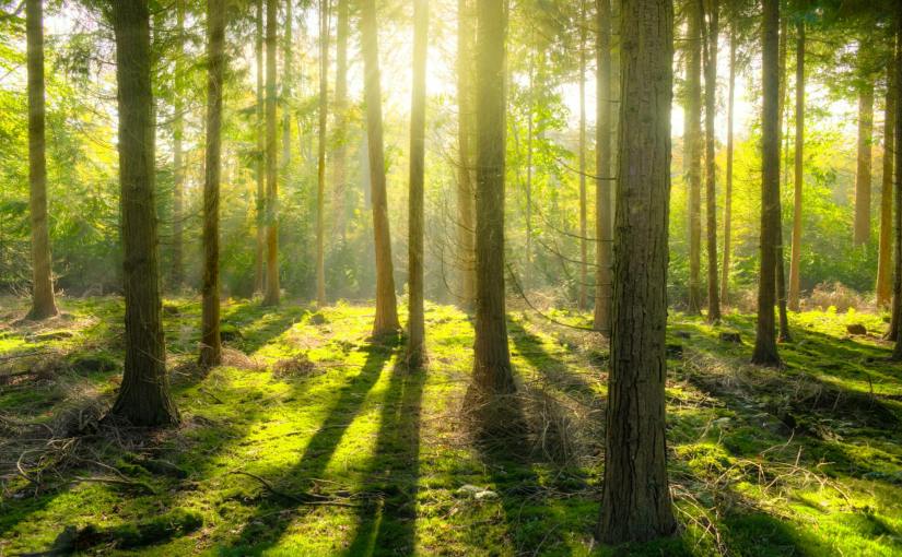 Nur wir und das&nbsp;Grün